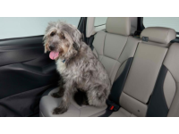 Subaru Pet-Friendly - SOA567R100